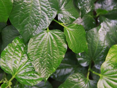 Close up of a green plant on a desk